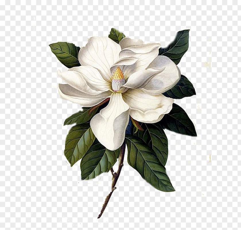 Painting Southern Magnolia Botanical Illustration Botany Printmaking PNG