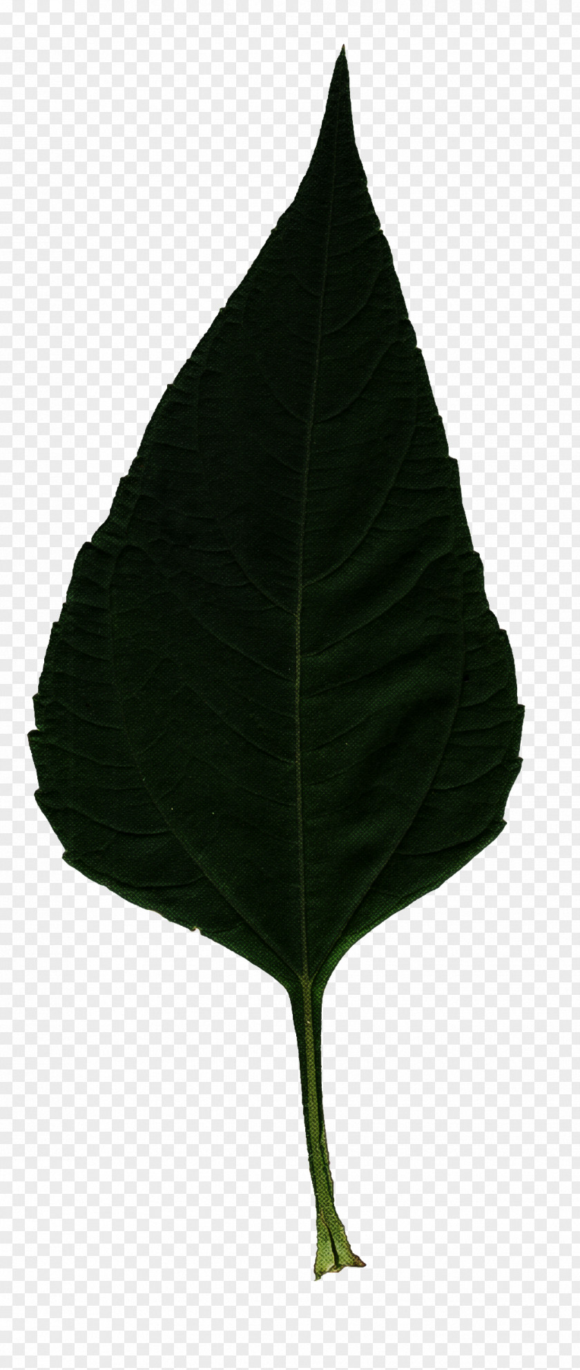 Anthurium Tree Leaf Plant Flower PNG