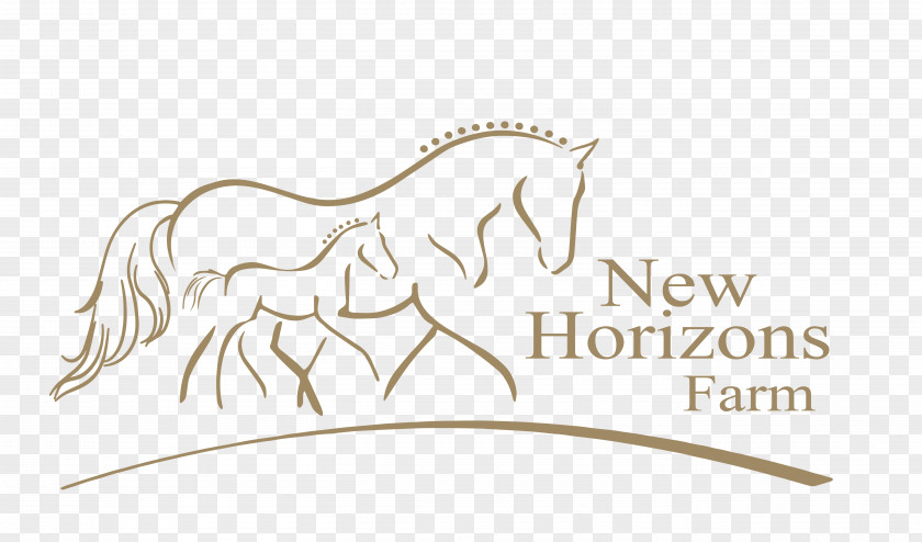 Haflinger Kentucky Horse Park Foal Mare Breeding PNG