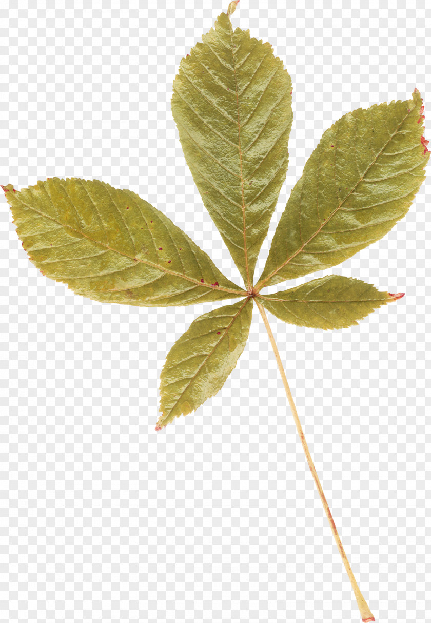 Leaf Photography Clip Art PNG