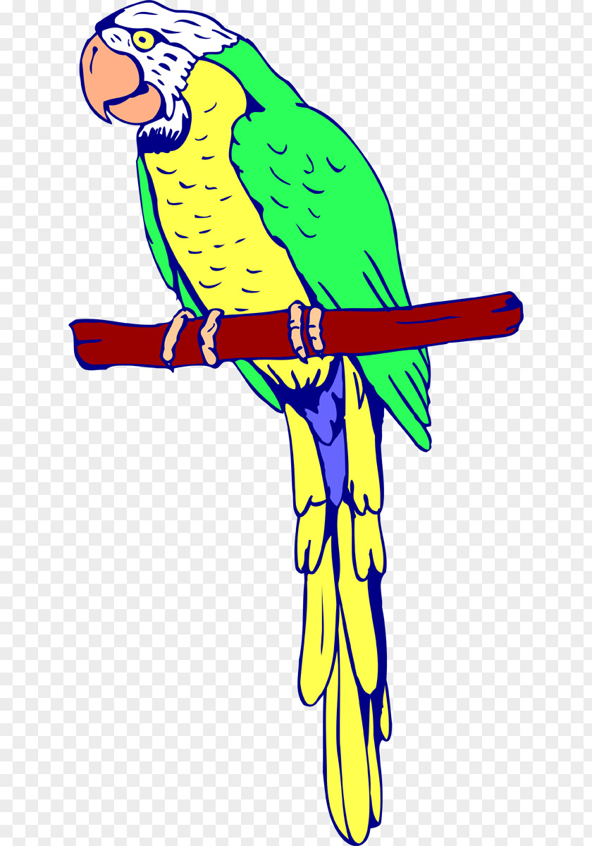 Parrot Amazon Bird Coloring Book Macaw PNG