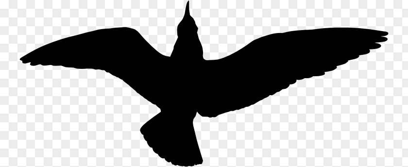 Bird Gulls Silhouette Clip Art PNG