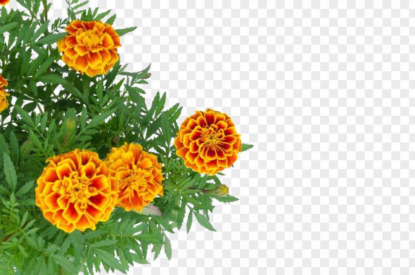 Chrysanthemum Decoration Mexican Marigold Stock Photography PNG