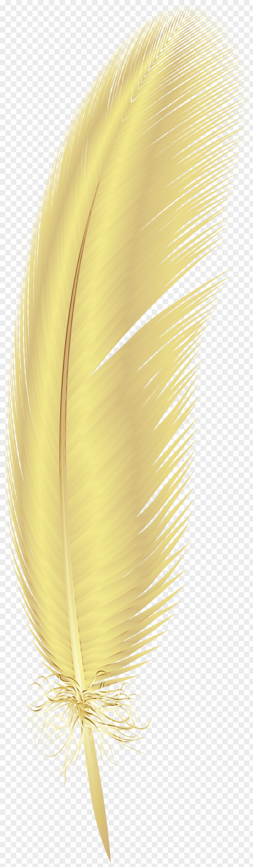 Quill Fashion Accessory Feather PNG