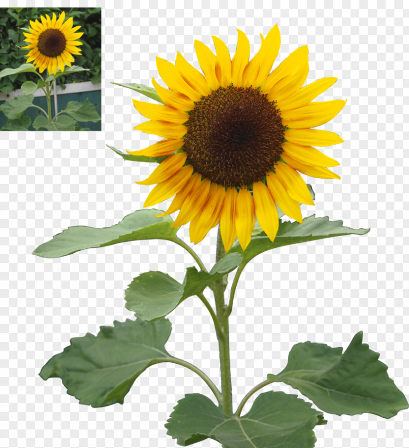 Sun Flower Common Sunflower Seed Daisy Family PNG