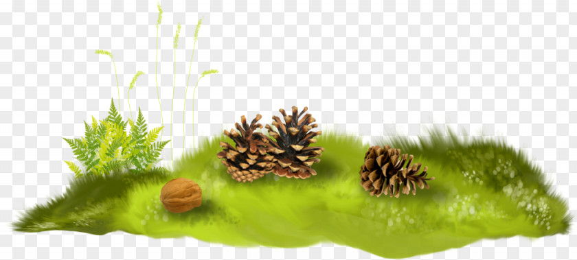 Urban Farm Conifer Cone Computer Animation Herbaceous Plant Clip Art PNG