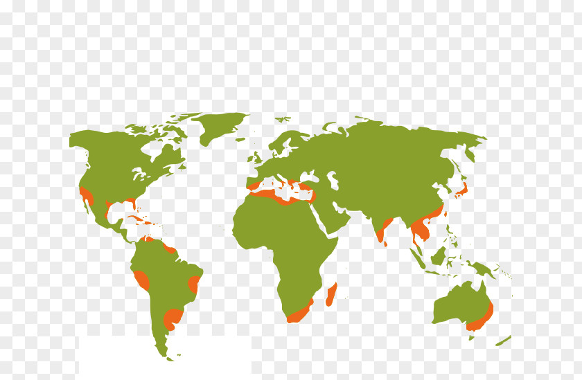 World Map Earth Globe PNG