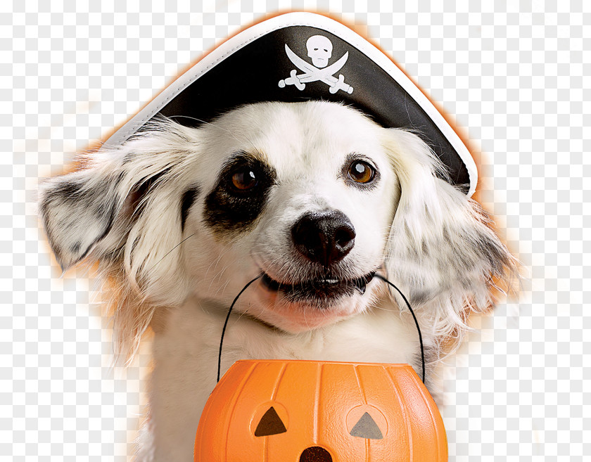 Bone Dog Puppy Halloween Pet Costume PNG