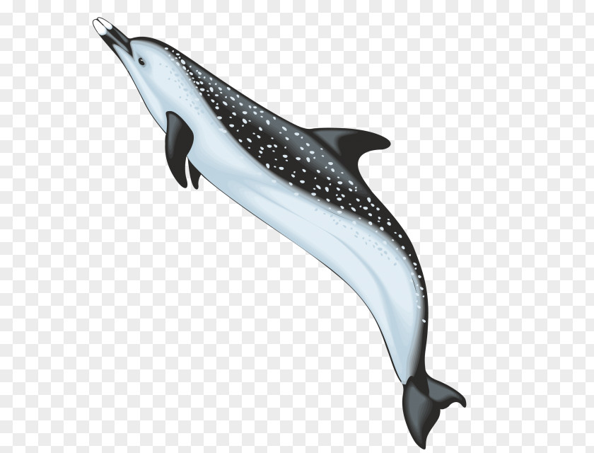 Dolphin Drawing Photography Clip Art PNG