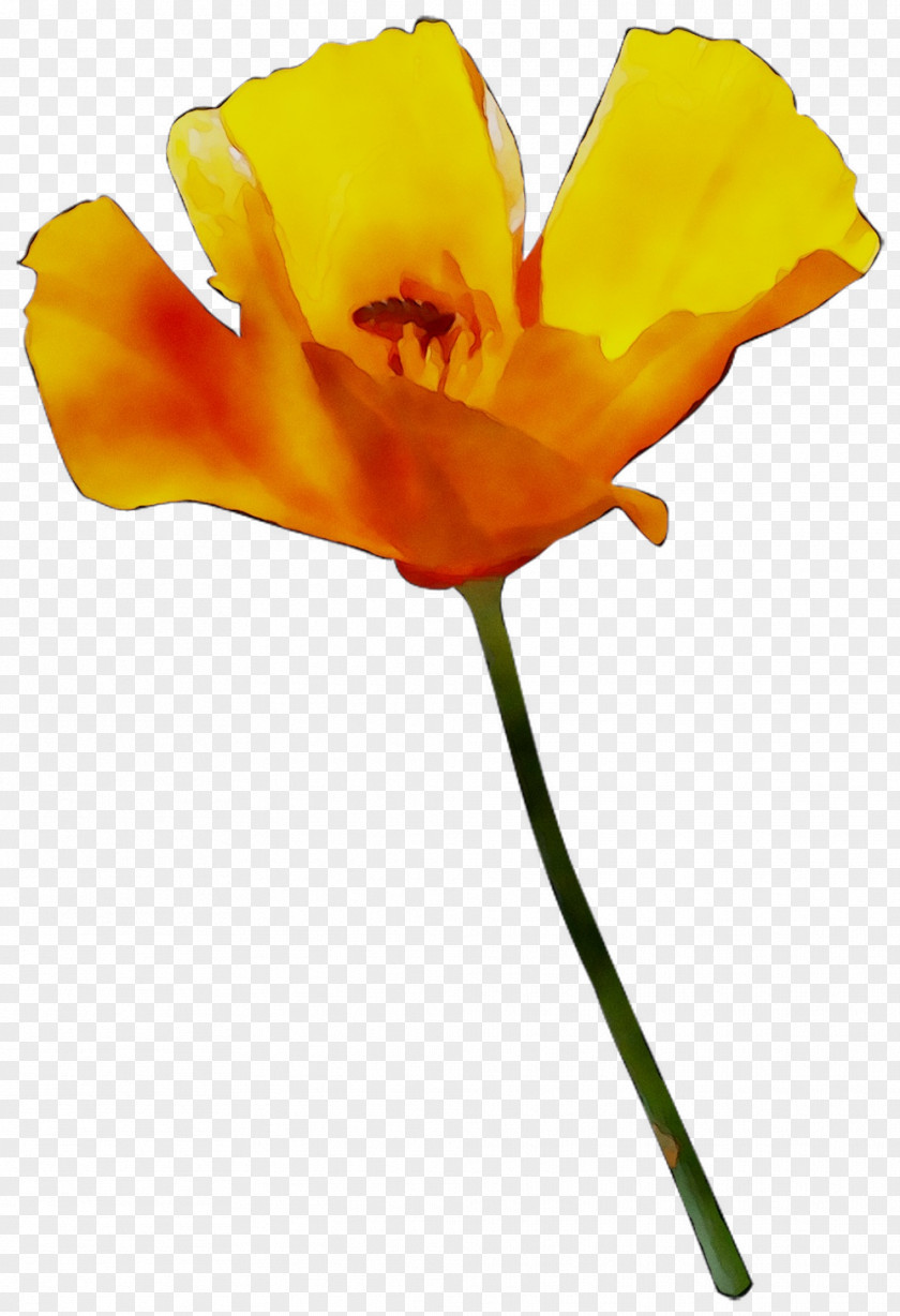 Plant Stem Cut Flowers The Poppy Family Orange S.A. PNG