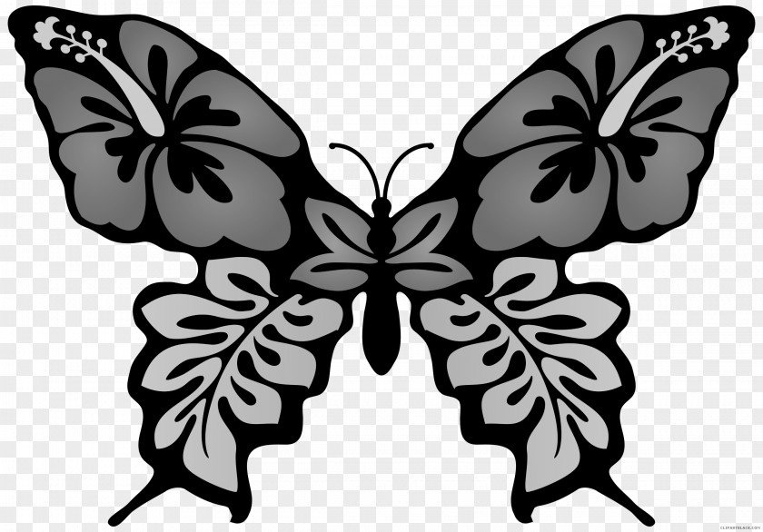 Butterfly Drawing Clip Art Image PNG