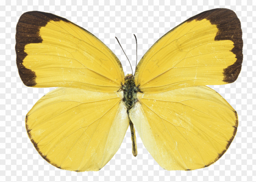 Butterfly Yellow Photography Orange-barred Sulphur PNG