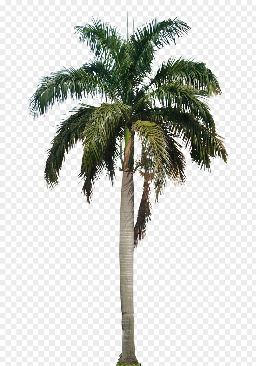 Coconut Tree HD Arecaceae Roystonea Regia PNG