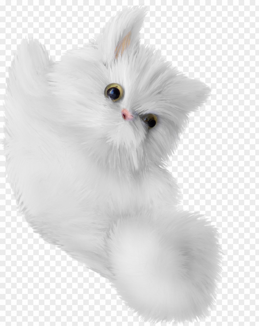 Lifelike Painted White Kitten Turkish Angora Whiskers Domestic Long-haired Cat PNG