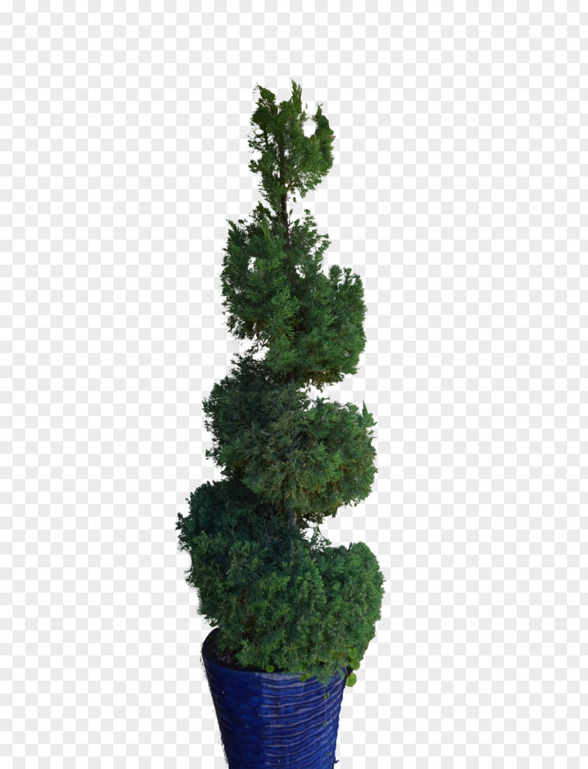 Pine Tree Spruce Fir Flowerpot PNG