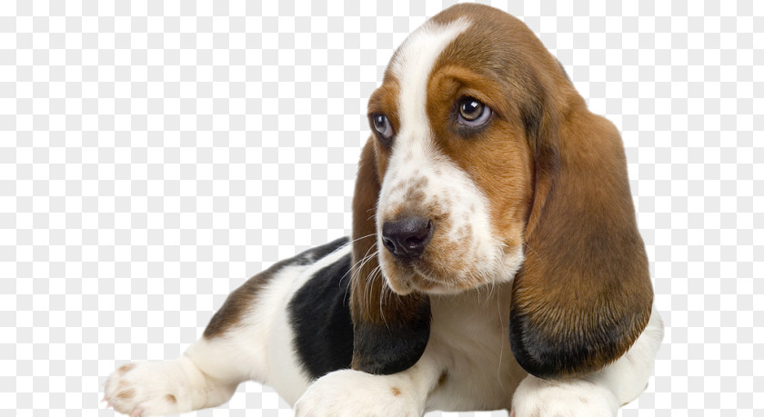 Puppy Basset Hound Beagle Schweizer Laufhund Pet Sitting PNG
