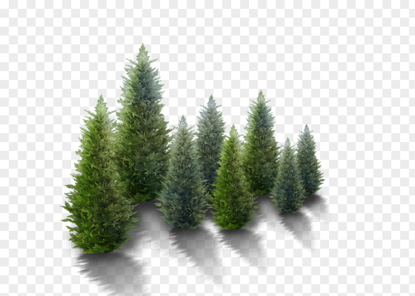 Snowy Winter Tree Fir Christmas Pine PNG