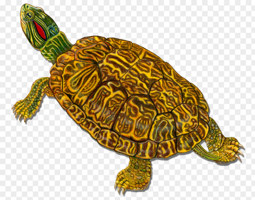 Turtle Box Turtles Loggerhead Sea Tortoise PNG