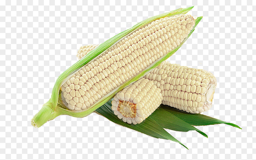 White Corn Cob On The Maize Waxy Corncob PNG