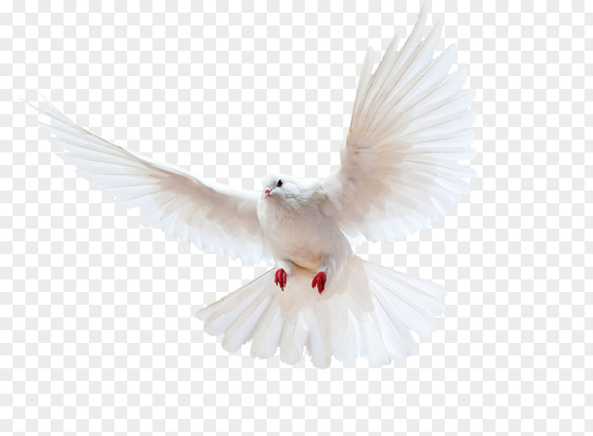 Bird Columbidae Homing Pigeon Doves As Symbols Release Dove PNG