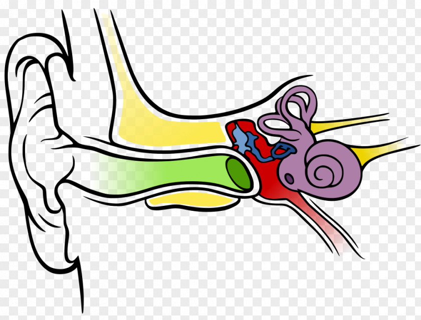 Ears Inner Ear Diagram Outer Hearing PNG