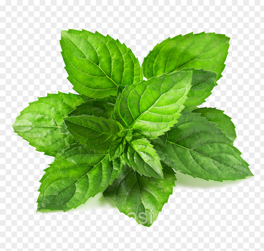 Leaf Menthol Green Mentha Spicata Mint PNG