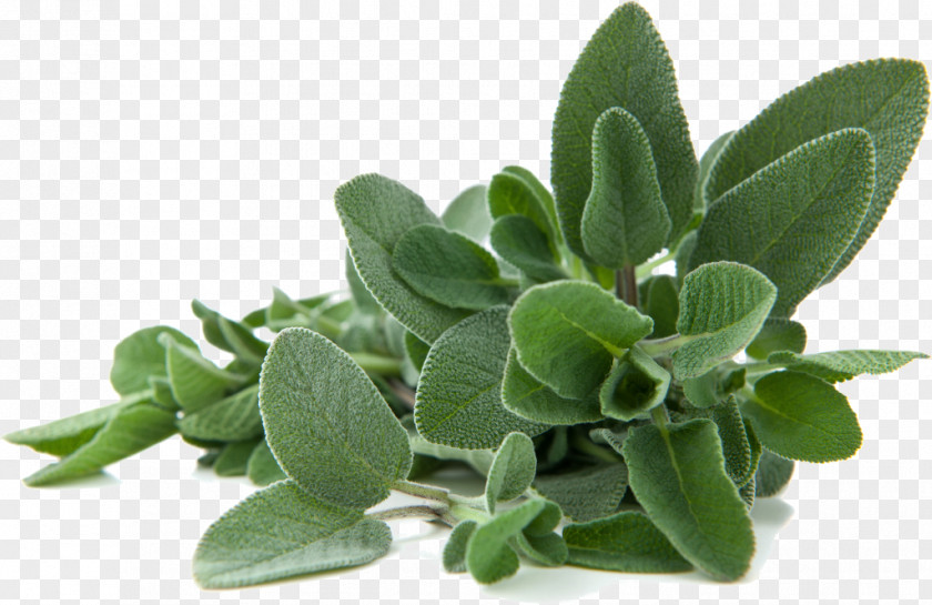 Salvia E Ulivo Common Sage Lamiaceae Leaf Pianta Officinale Herbaceous Plant PNG