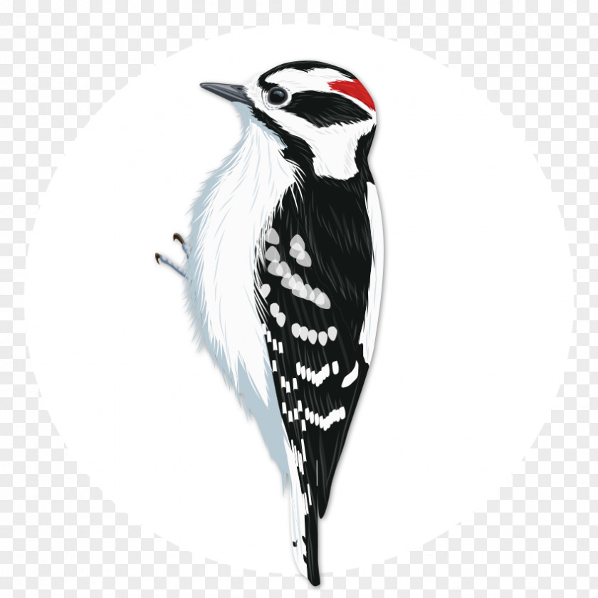 Bird Downy Woodpecker Penguin National Audubon Society PNG