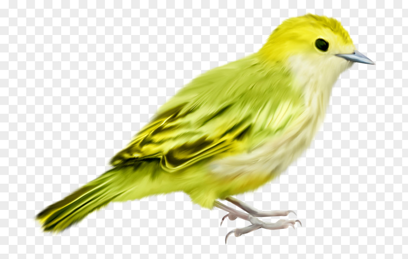 Bird Passerine Green PNG