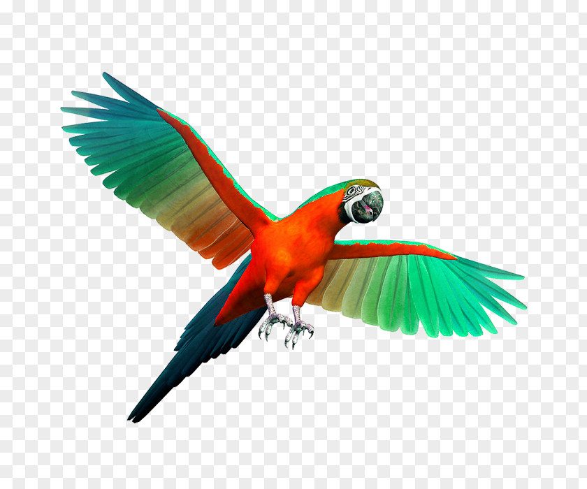 Colored Parrot Birdcage Cockatiel Budgerigar PNG