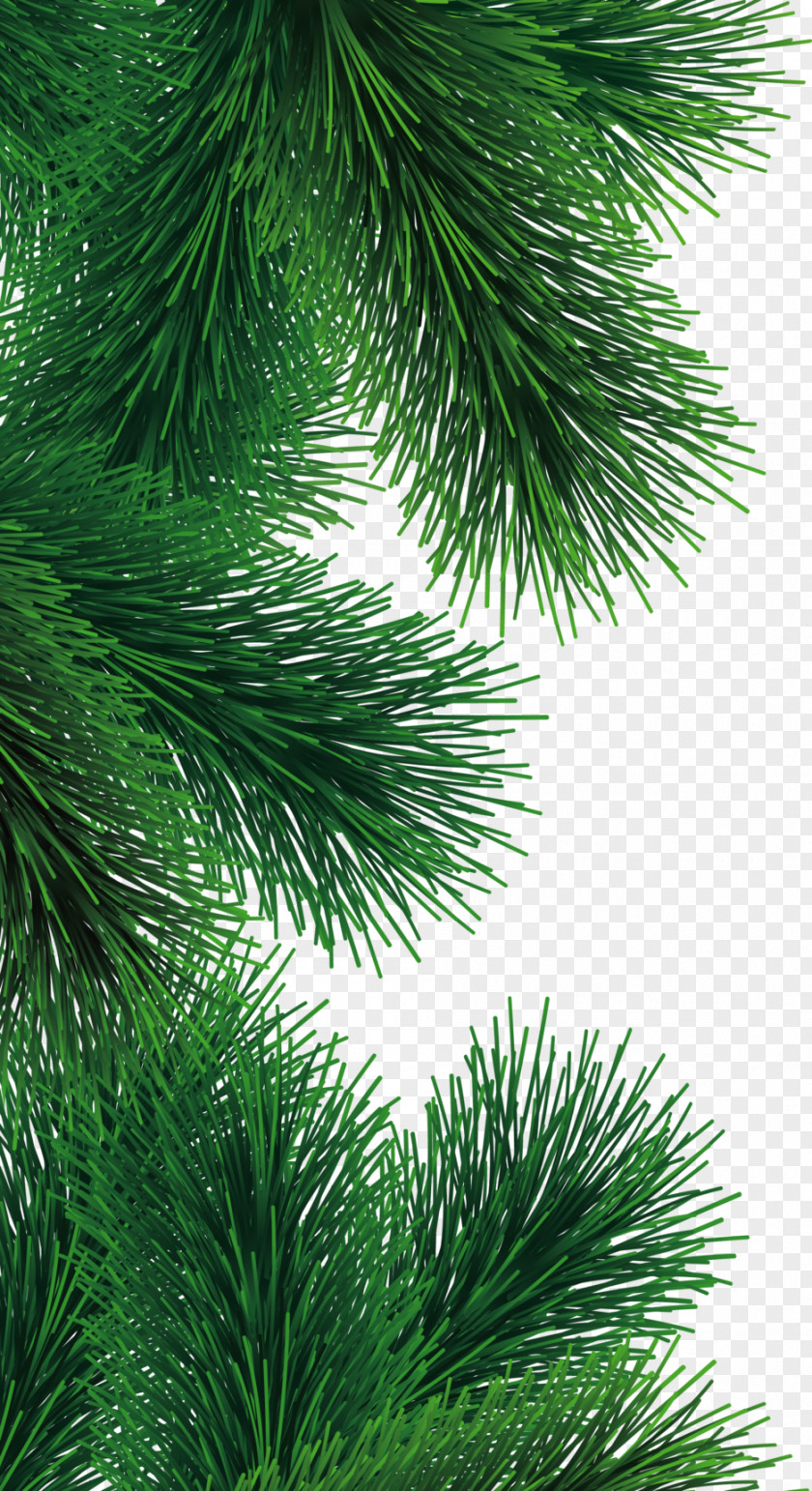 Fir-tree Christmas Tree Fir Pine PNG