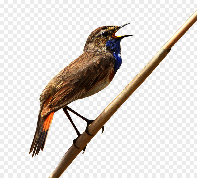 Job Fauna Beak Cuckoos PNG