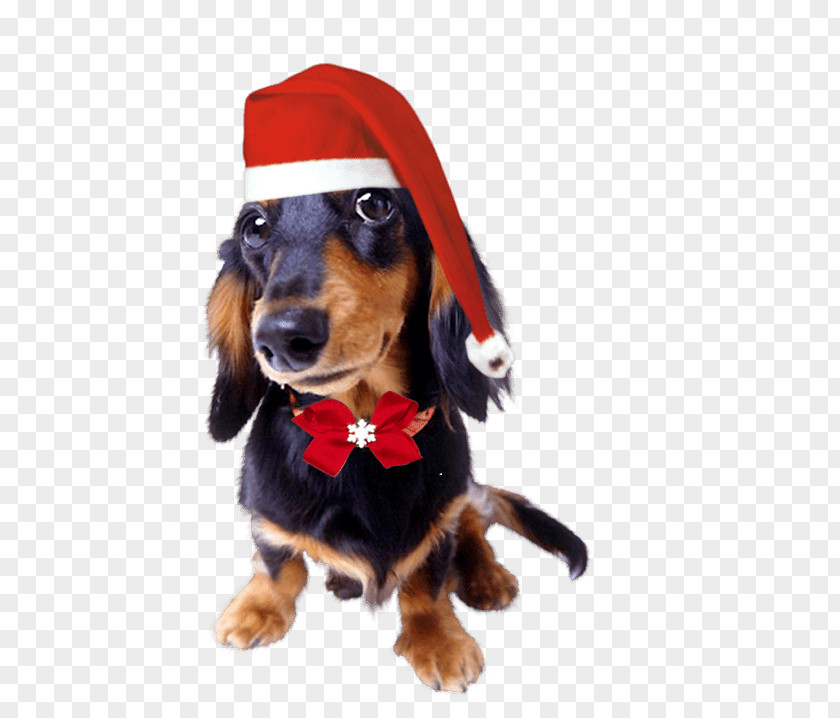 Santa Claus Pattern Dog Collar Shock Training PNG