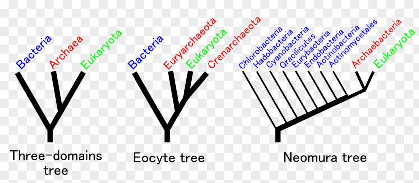Tree Rooting Eocyte Hypothesis Neomura Common Descent Evolution Gram-positive Bacteria PNG