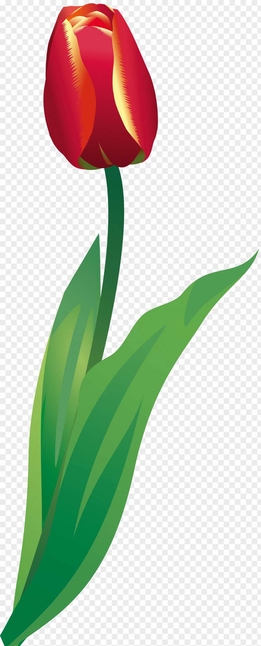 Tulips Tulip Flower Plant Liliaceae Clip Art PNG