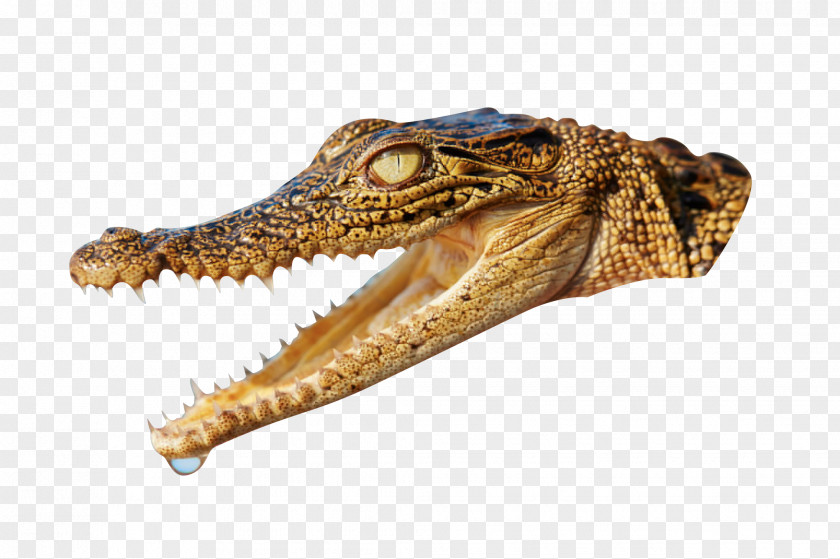 Alligator Animal Crocodile Head Nile PNG