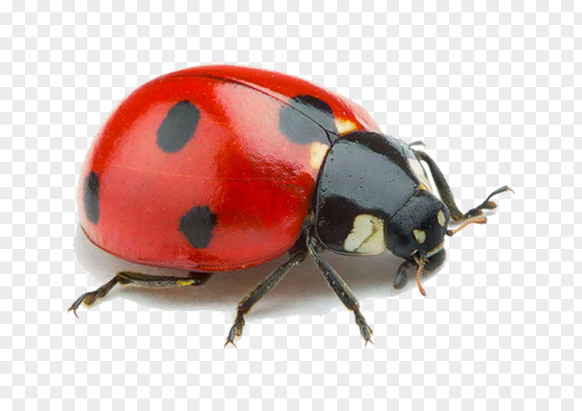 Coccinella Septempunctata Stock Photography Royalty-free PNG