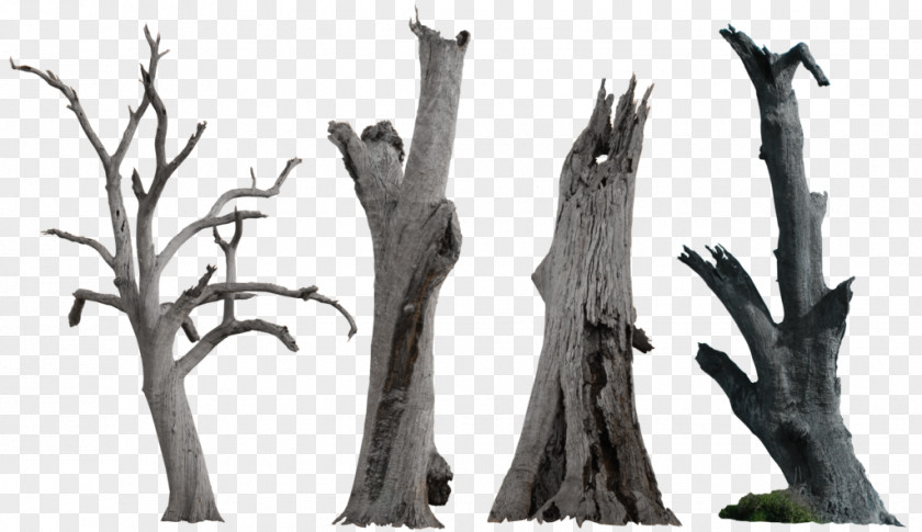 Dead Tree Clipart Snag Clip Art PNG
