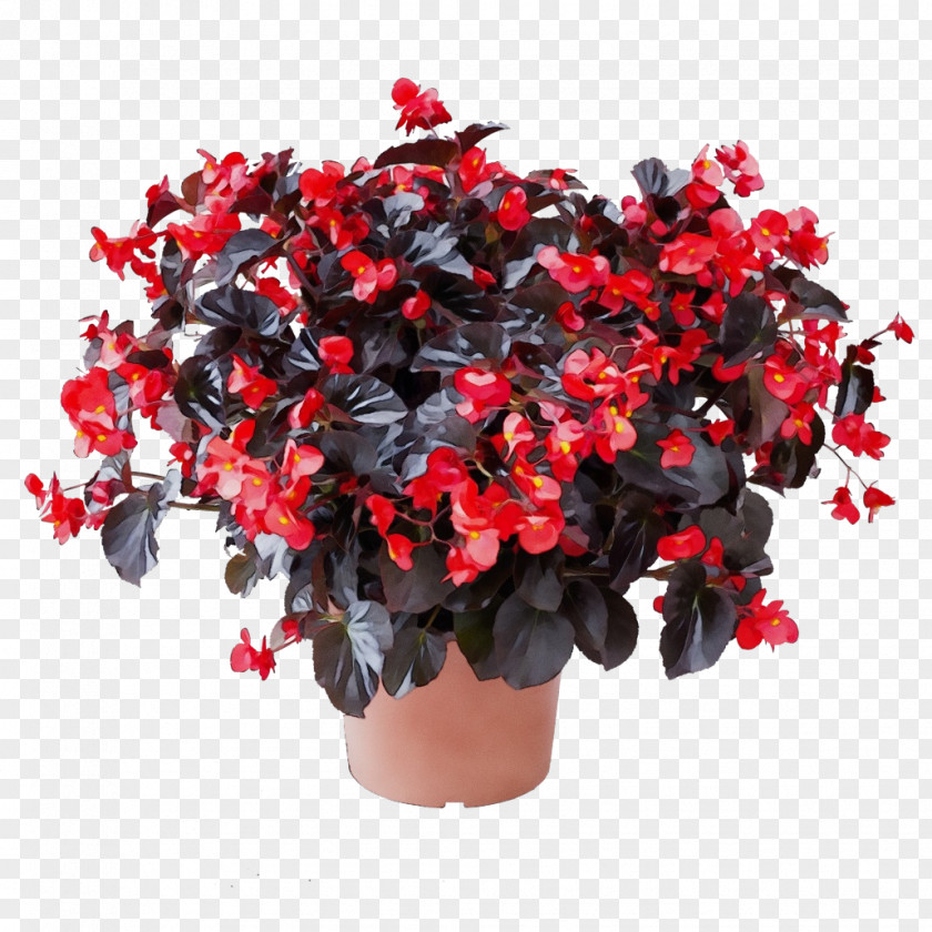 Lobelia Begonia Flower Flowering Plant Red Shrub PNG