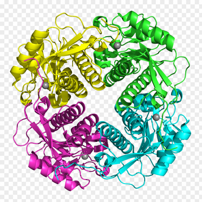 Lyase APIP Protein–protein Interaction Gene APAF1 PNG
