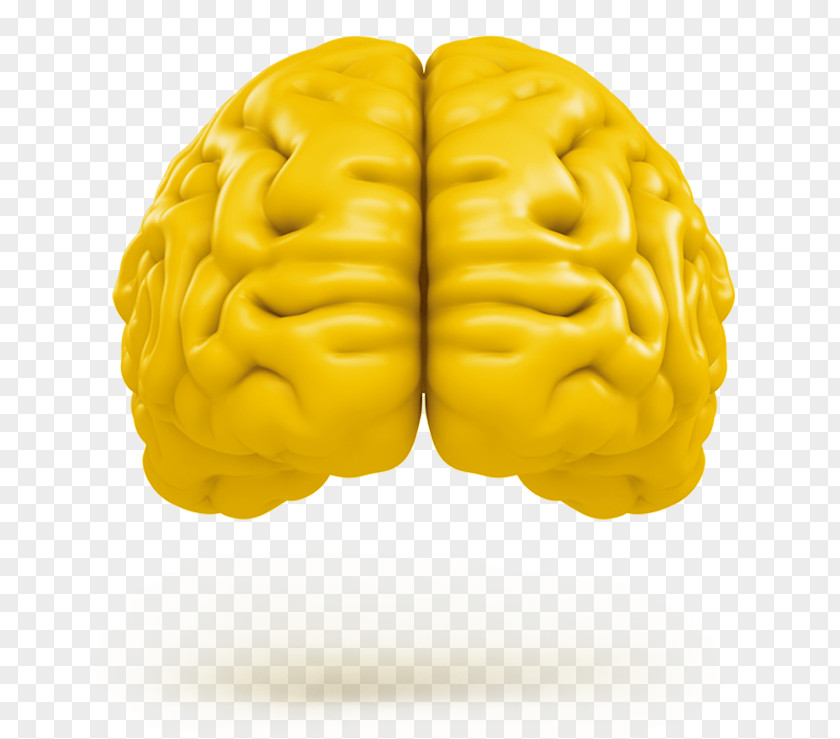 Yellow Sunscreen Human Brain Tremella Mesenterica Neuroimaging Agy PNG