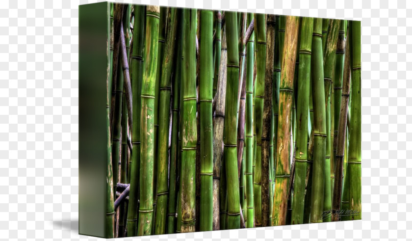 Bamboo Forest Tropical Woody Bamboos Camera Lens Flickr PNG