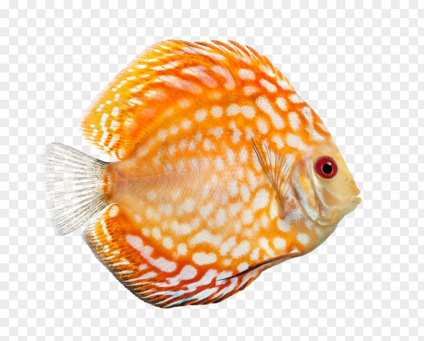 Book Macmillan English Fish Blue Discus PNG