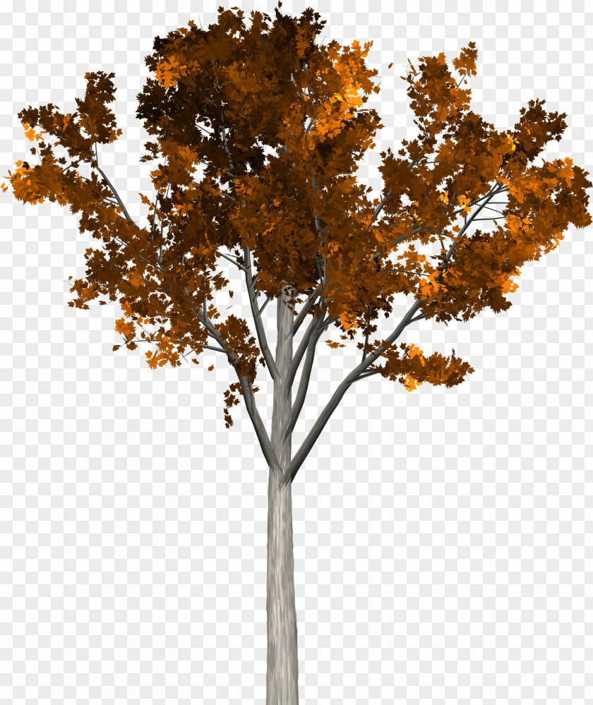 Fruit Trees Twig Tree Autumn PNG