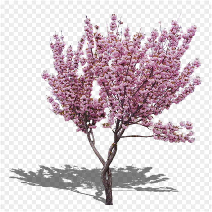 Peach Tree The Pink Cherry Blossom PNG