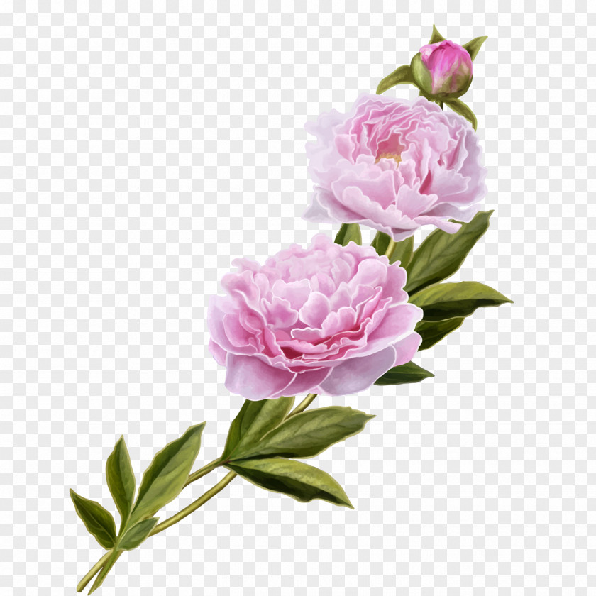 Peony Centifolia Roses Pink Garden PNG