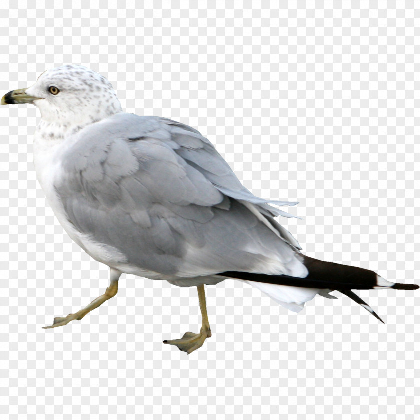 Seagull Gulls European Herring Gull Seabird Shorebirds PNG