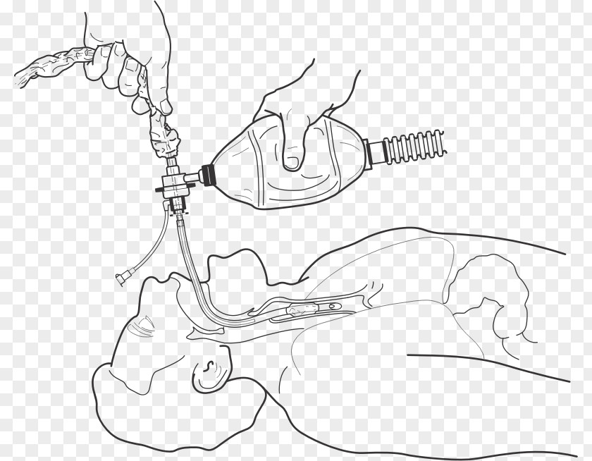 Trachea Clip Art PNG
