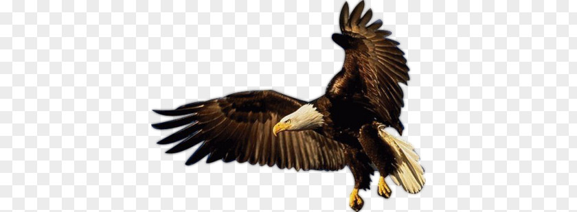 Bird Bald Eagle Of Prey Flight PNG