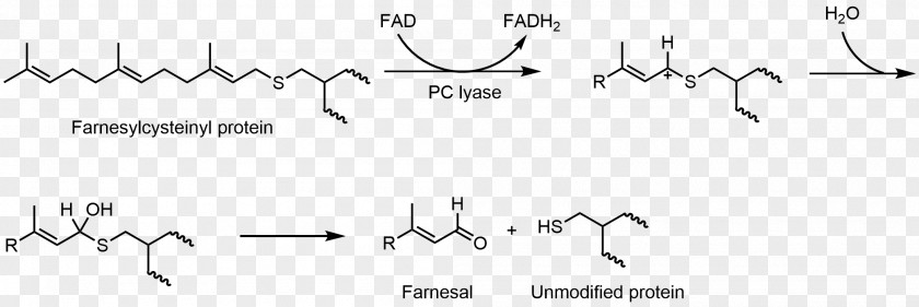 Mechanism Flavin Adenine Dinucleotide Hemithioacetal Group Redox Biology PNG